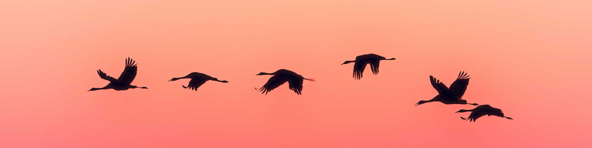verjagen-van-vogels-1920x480
