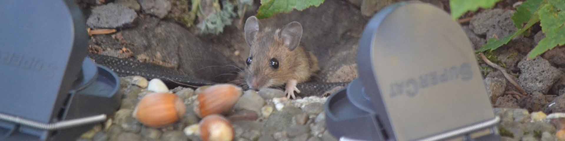 muis-in-de-tuin-1920x480