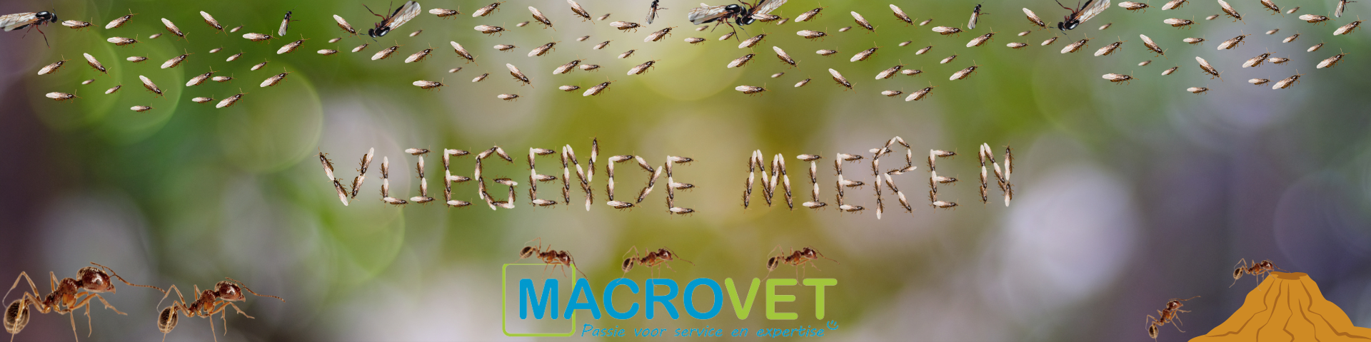 vliegende mieren blog banner 1920 x 480px