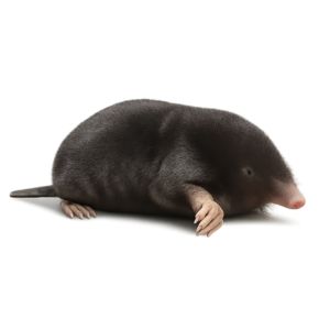 Beste oplossingen tegen mollen