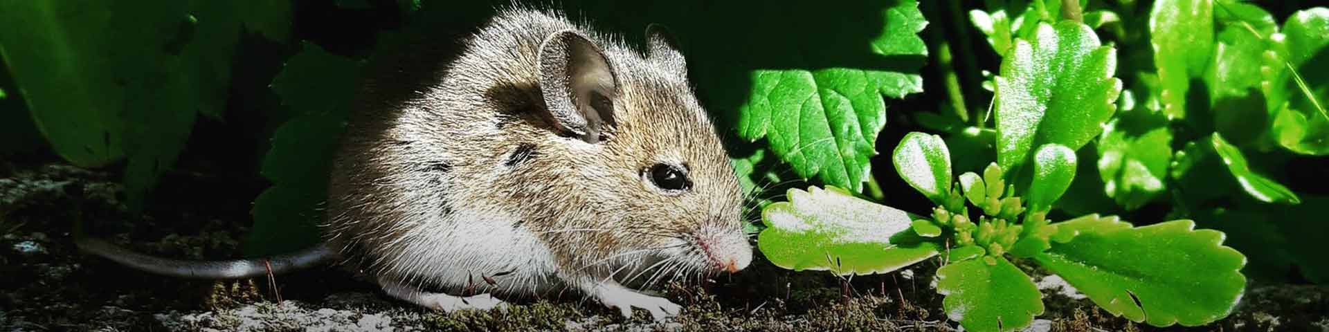 muis-buiten-1920x480