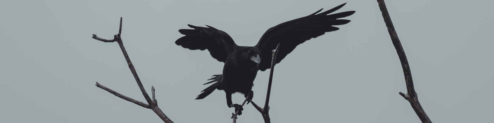 kraai-1920x480