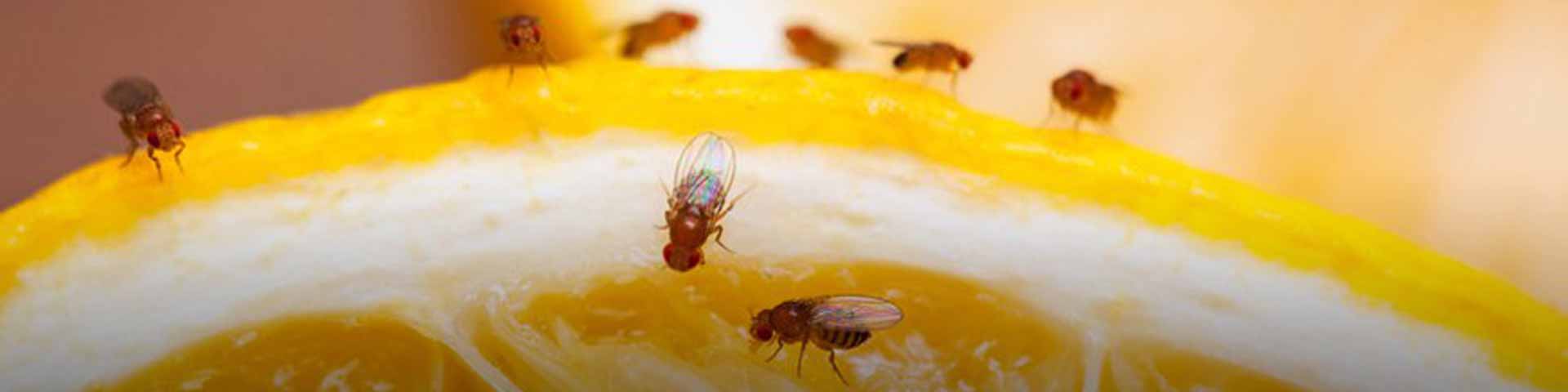 last-van-fruitvliegjes-1920x480