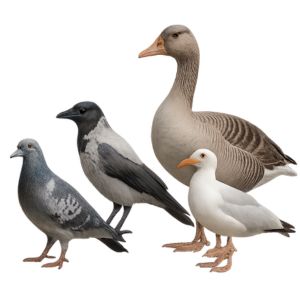 Beste oplossingen tegen vogels