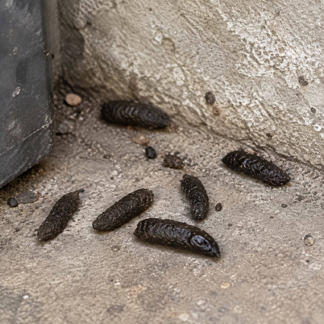 Donkere langwerpige keutels van een rat