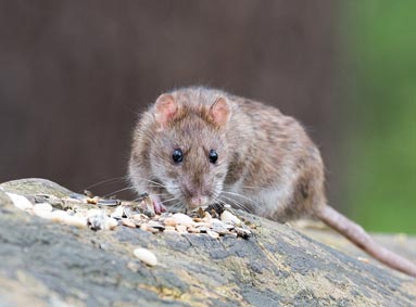 Ratten herkennen: 7 sporen waaraan je rattenoverlast ontdekt