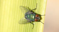 Category Vliegende Insecten