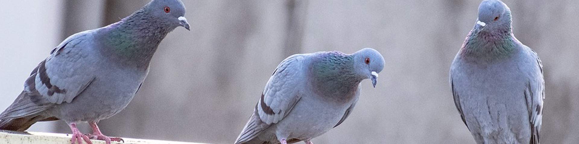 waarom-vogeloverlast-1920x480