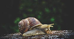 Category Slakken