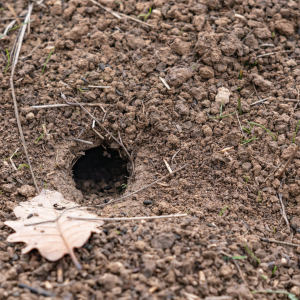 Rattenhol herkennen aan opening in de grond