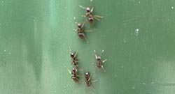 Category Kruipende Insecten