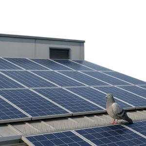 Vogels op zonnepanelen weren
