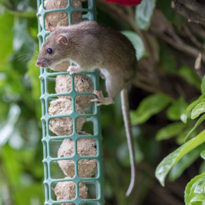 Vogelvoer-beschermen-tegen-muizen-en-ratten-300x300px.png?ts=1791459215