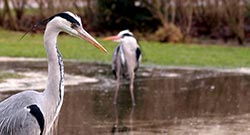 Category Reigers