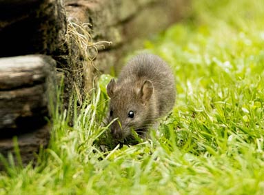 Muizen en ratten voorkomen: zo houd je ze buiten huis en tuin