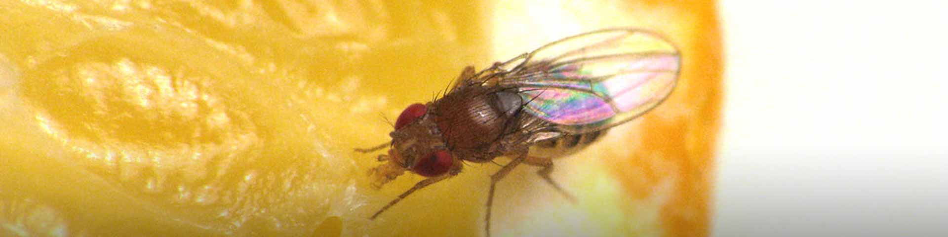 insecten-bestrijden-1920x480